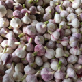 new crop China/Chinese fresh garlic in bulk normal white garlic for wholesale